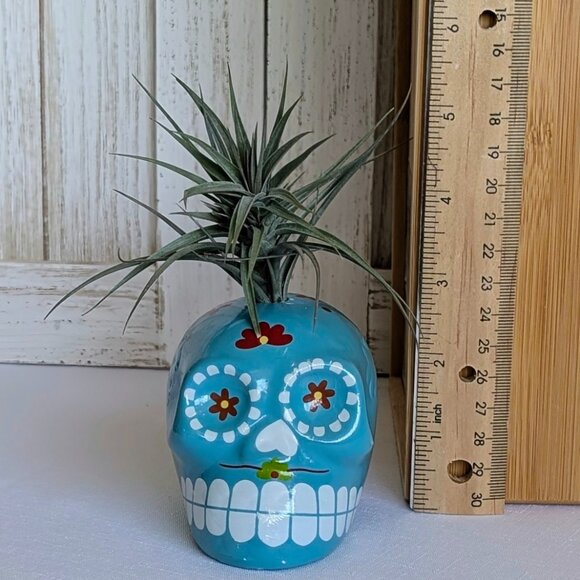 NWT Glazed Teal Ceramic Sugar Skull Air Plant Holder with Air Plant 💀 - Picture 3 of 6
